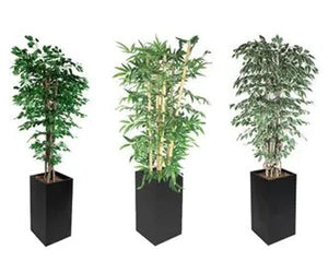 Rośliny ozdobne - Prime Gastro