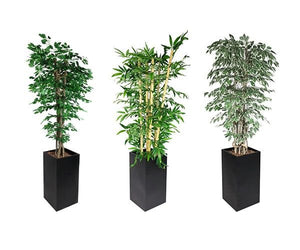 Rośliny ozdobne - Prime Gastro