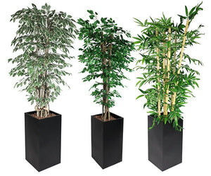 Rośliny ozdobne - Prime Gastro