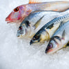 Upright Fish Fridge Stainless steel PREMIUM PLUS - EN 600x400mm - 1240L - with 2 doors - LED lighting