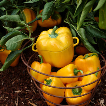 STAUB | CERAMIQUE - Cocotte - Forma do papryki - 0,45 litra - Ceramika - Kolor żółty - Prime Gastro