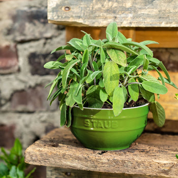 STAUB | CERAMIQUE - Miska - Ø 170mm - ceramiczna - bazyliowa zieleń - Prime Gastro