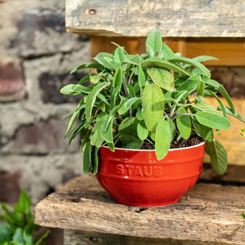 STAUB | CERAMIQUE - Miska - Ø 140mm - Ceramika - Wiśniowy czerwony - Prime Gastro