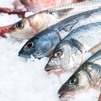 Lada chłodnicza do ryb - 1950mm - z oświetleniem LED - Prime Gastro