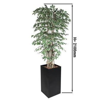 Fikus Starlight - Prime Gastro