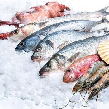 Wytwornica lodu płatkowego - 50 kg/ 24 godz. - Prime Gastro