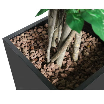 Fikus - Prime Gastro