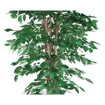 Fikus - Prime Gastro