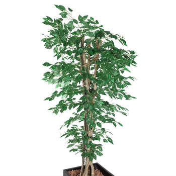 Fikus - Prime Gastro