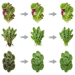 Wirowarka do sałaty - ze stali nierdzewnej - 20L - 35kg/h - 370W - 1400rpm - 230V - w zestawie: rura spustowa